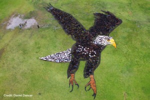 rockflageagle_350earth eagle aerial art 350 earth sensibilisation-prevention.fr